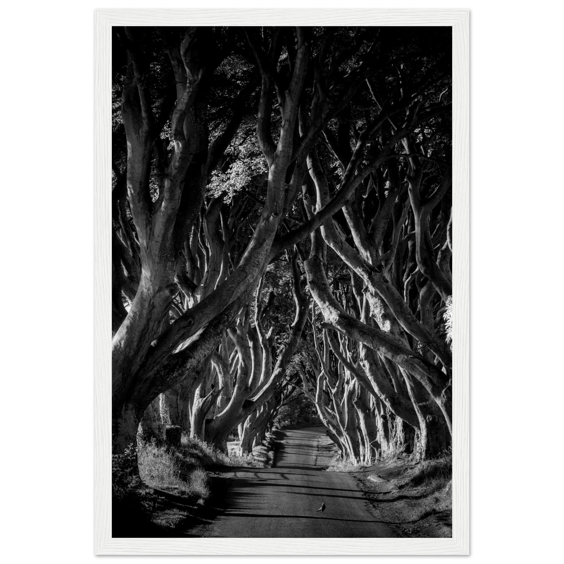 Dark Hedges framed wall art: Stunning photograph capturing interlocking beech trees forming a hauntingly beautiful avenue in Northern Ireland