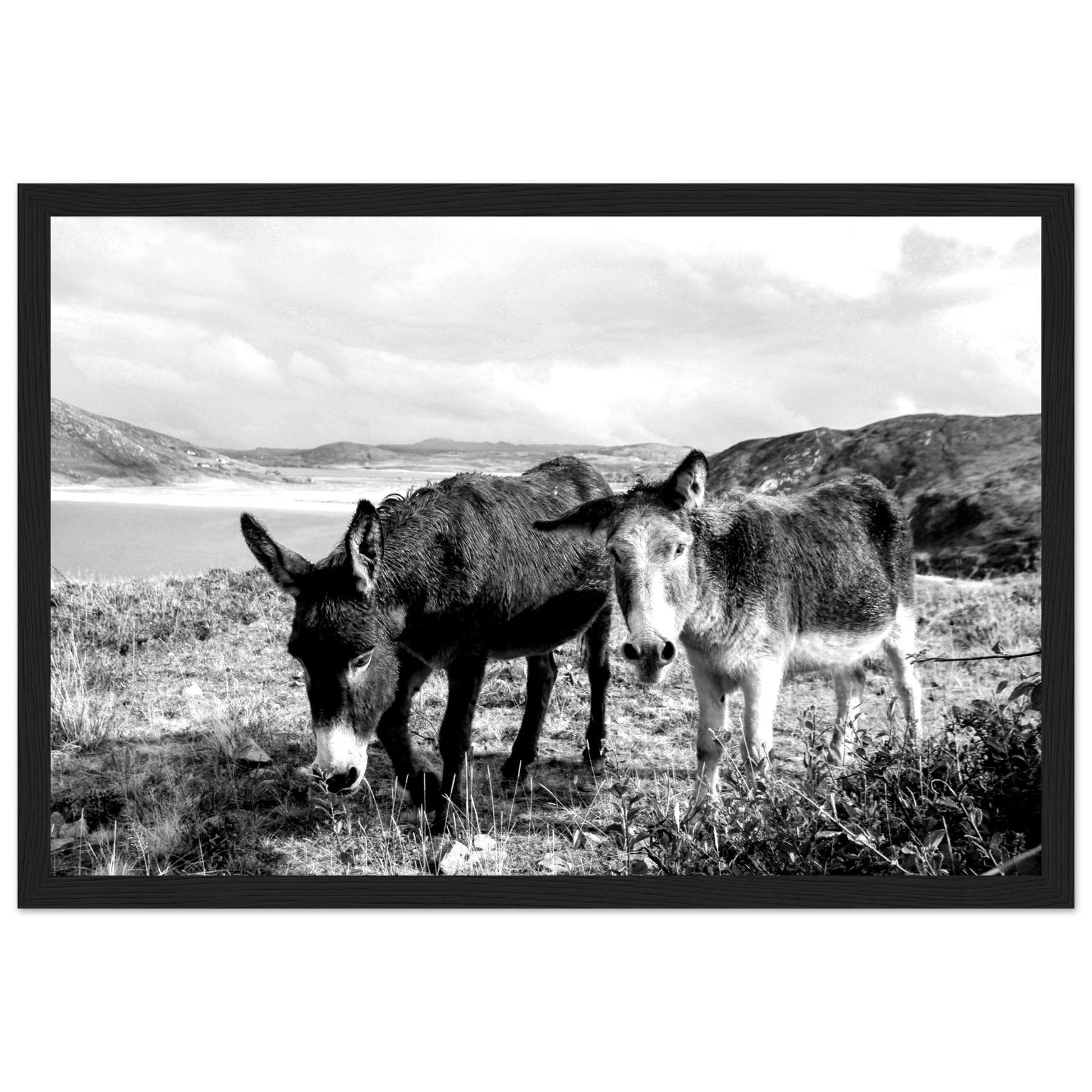 Black and white Framed photo wall art print: Two serene Donegal Donkeys against scenic Irish backdrop. Captures rustic charm & tranquility.