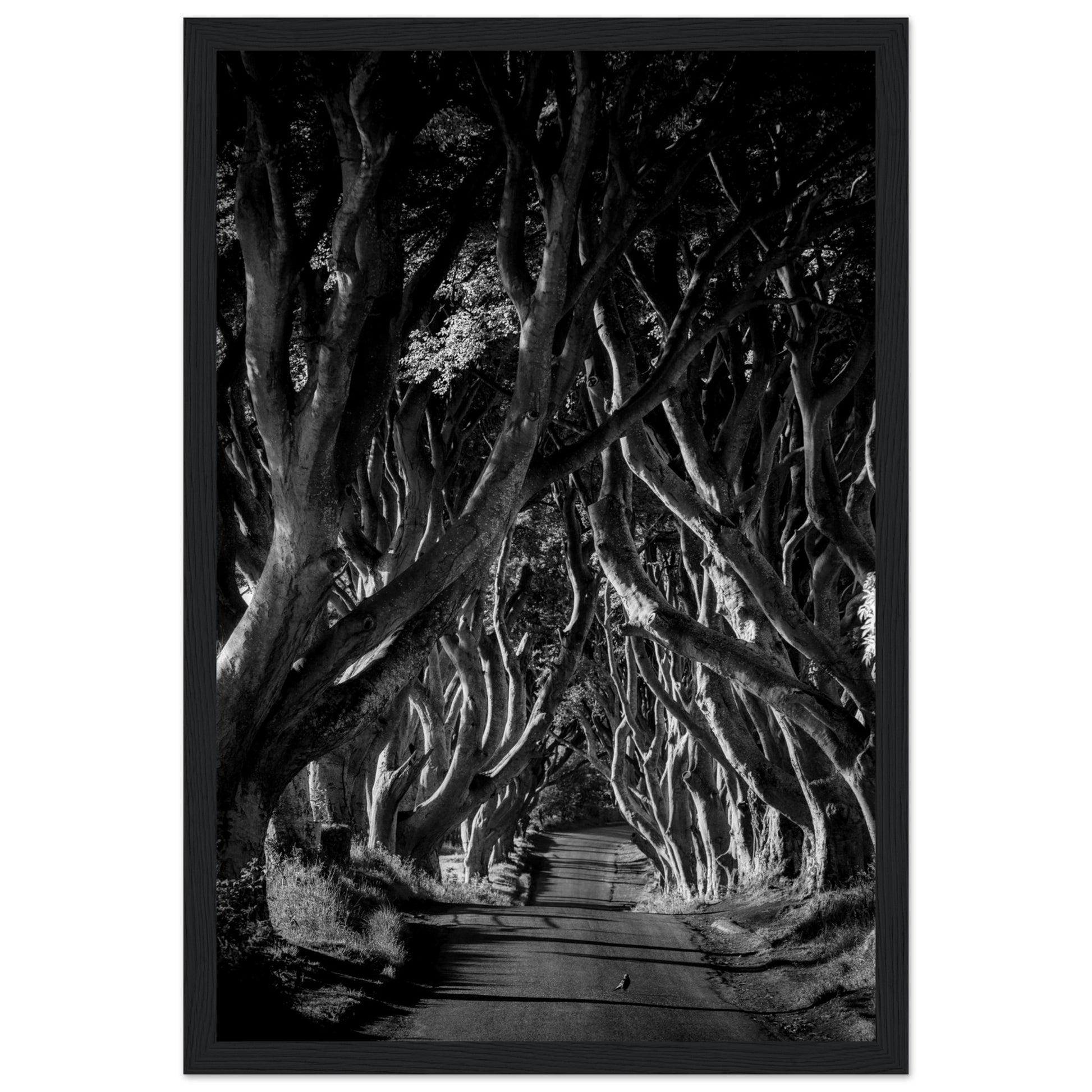 Dark Hedges framed wall art: Stunning photograph capturing interlocking beech trees forming a hauntingly beautiful avenue in Northern Ireland