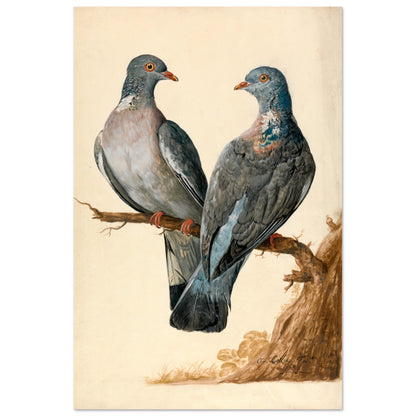 Two wood pigeons on a branch by Charles Collins unframed print laid flat, whole composition shown
