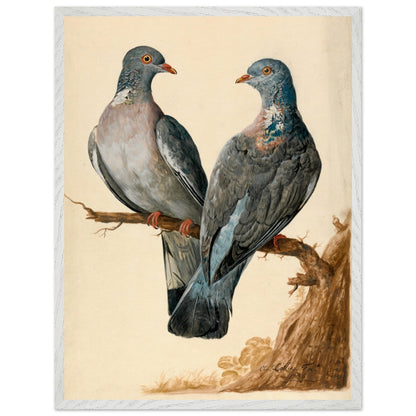 White framed print of two wood pigeons on a branch by Charles Collins