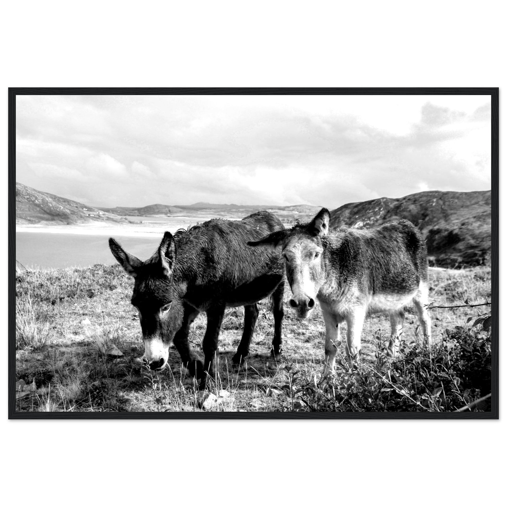 Black and white Framed photo wall art print: Two serene Donegal Donkeys against scenic Irish backdrop. Captures rustic charm & tranquility.