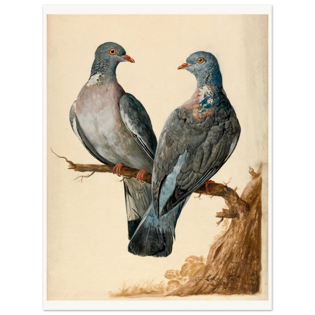 Two wood pigeons on a branch by Charles Collins unframed wall art print, full image