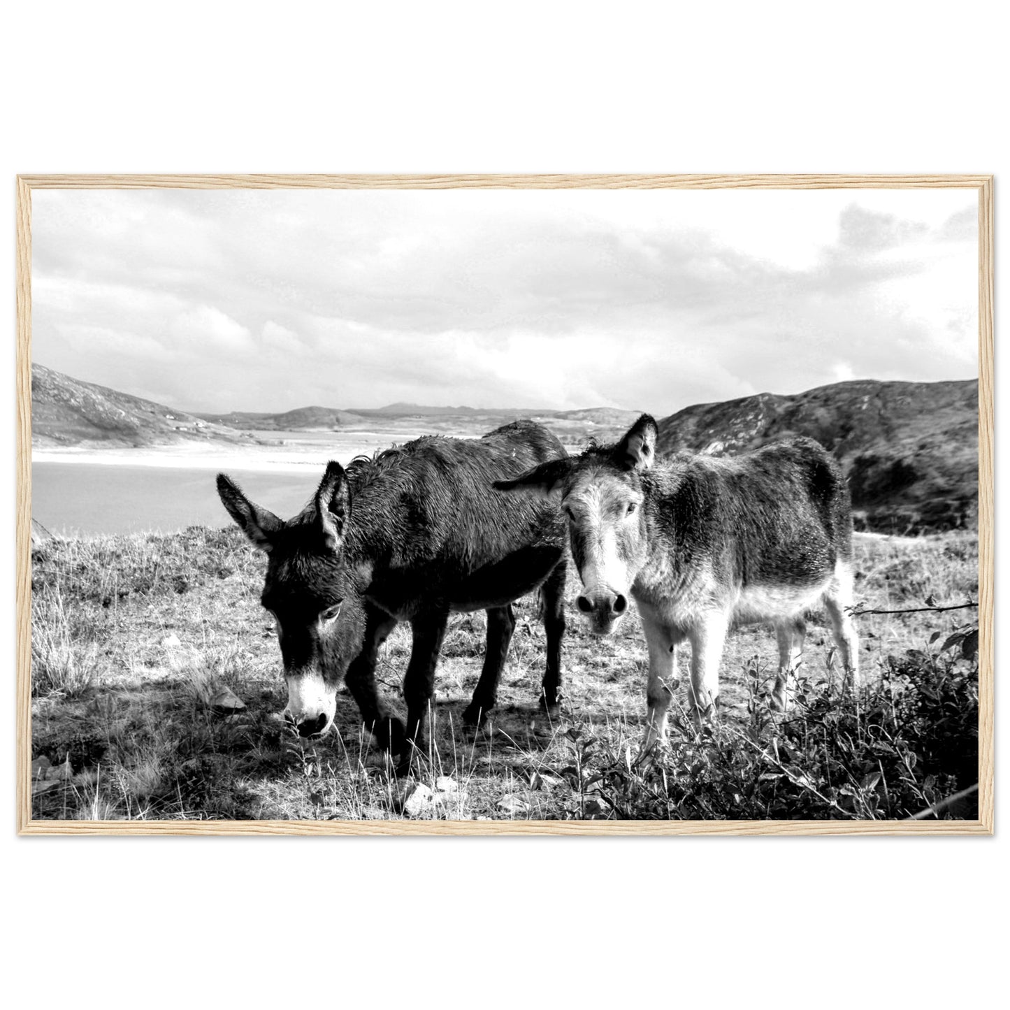 Black and white Framed photo wall art print: Two serene Donegal Donkeys against scenic Irish backdrop. Captures rustic charm & tranquility.