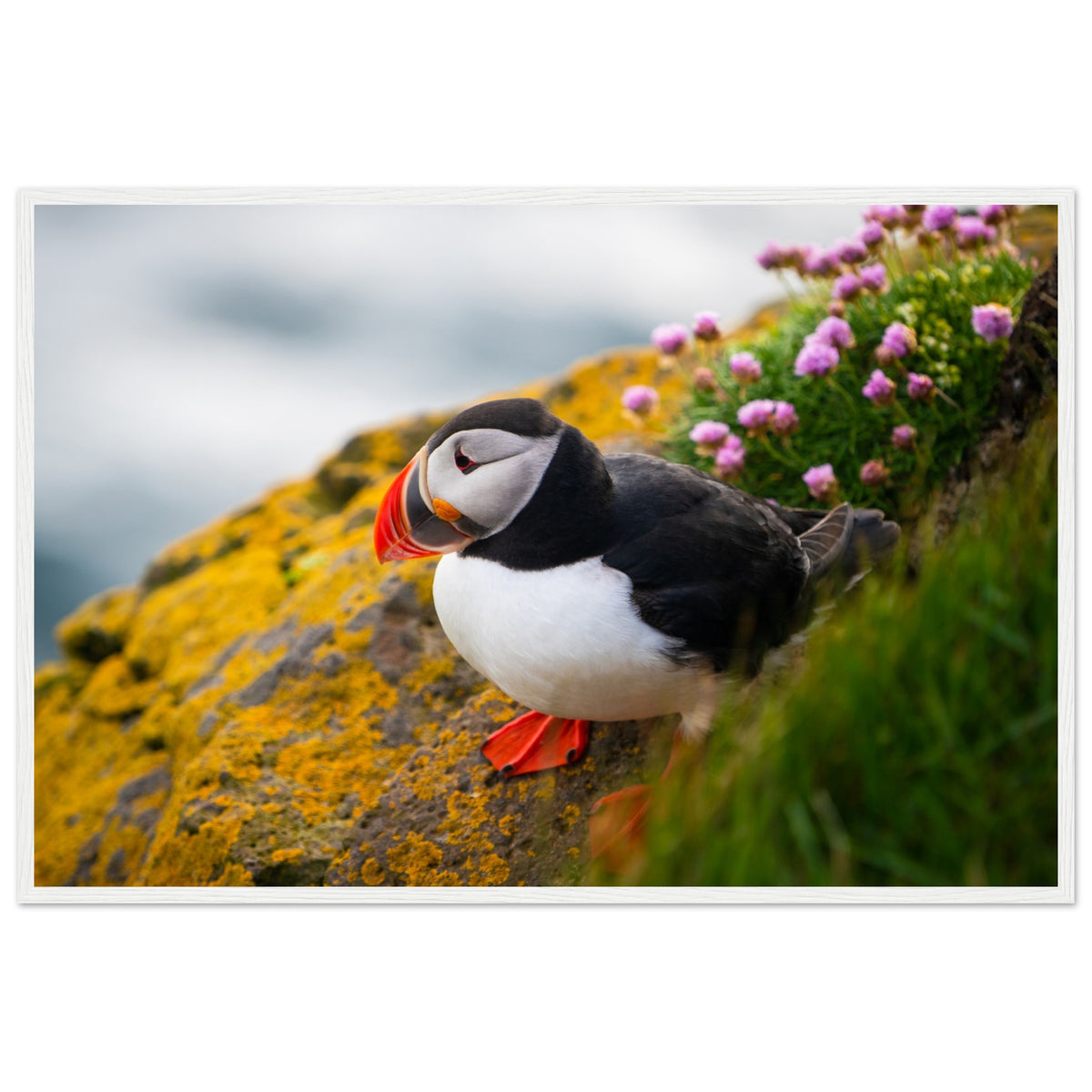 Puffin with an orange beak on a cliff edge, photographic print in a white frame